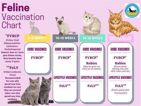 kitten vaccine package and fecal test|Vaccines for Cats .